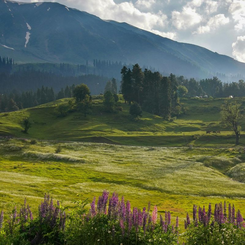 images/insta/Kashmir Tour Package 5 Nights 6 Days 4.jpg